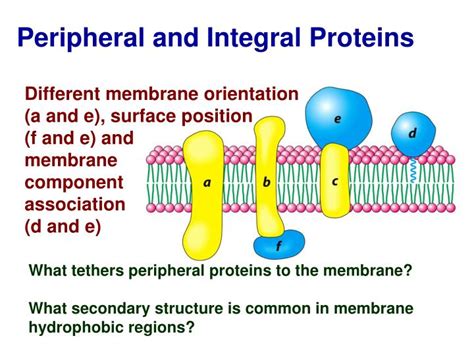 integral and peripheral proteins